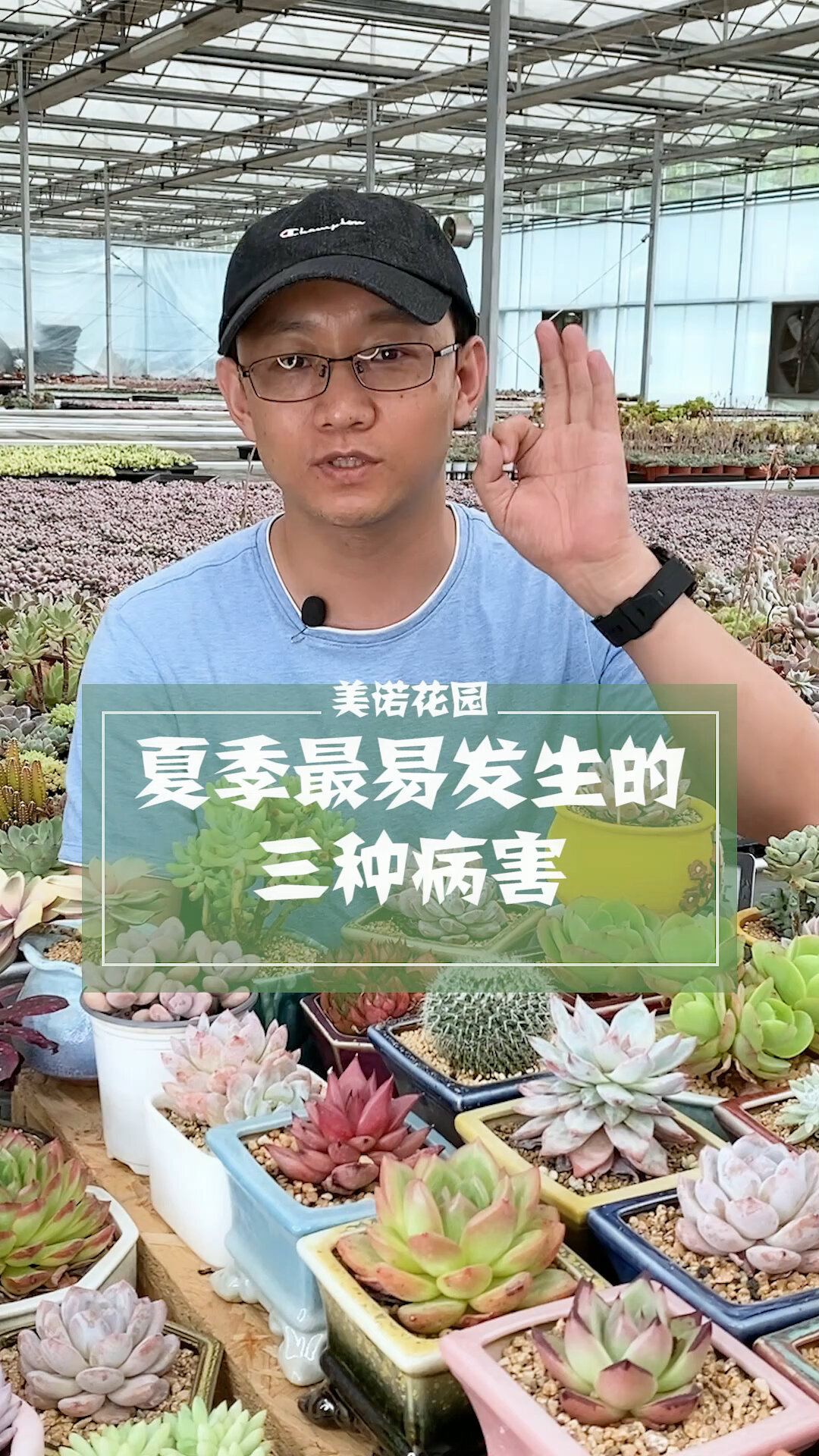 多肉夏季最易发生的三种病害,你知道吗