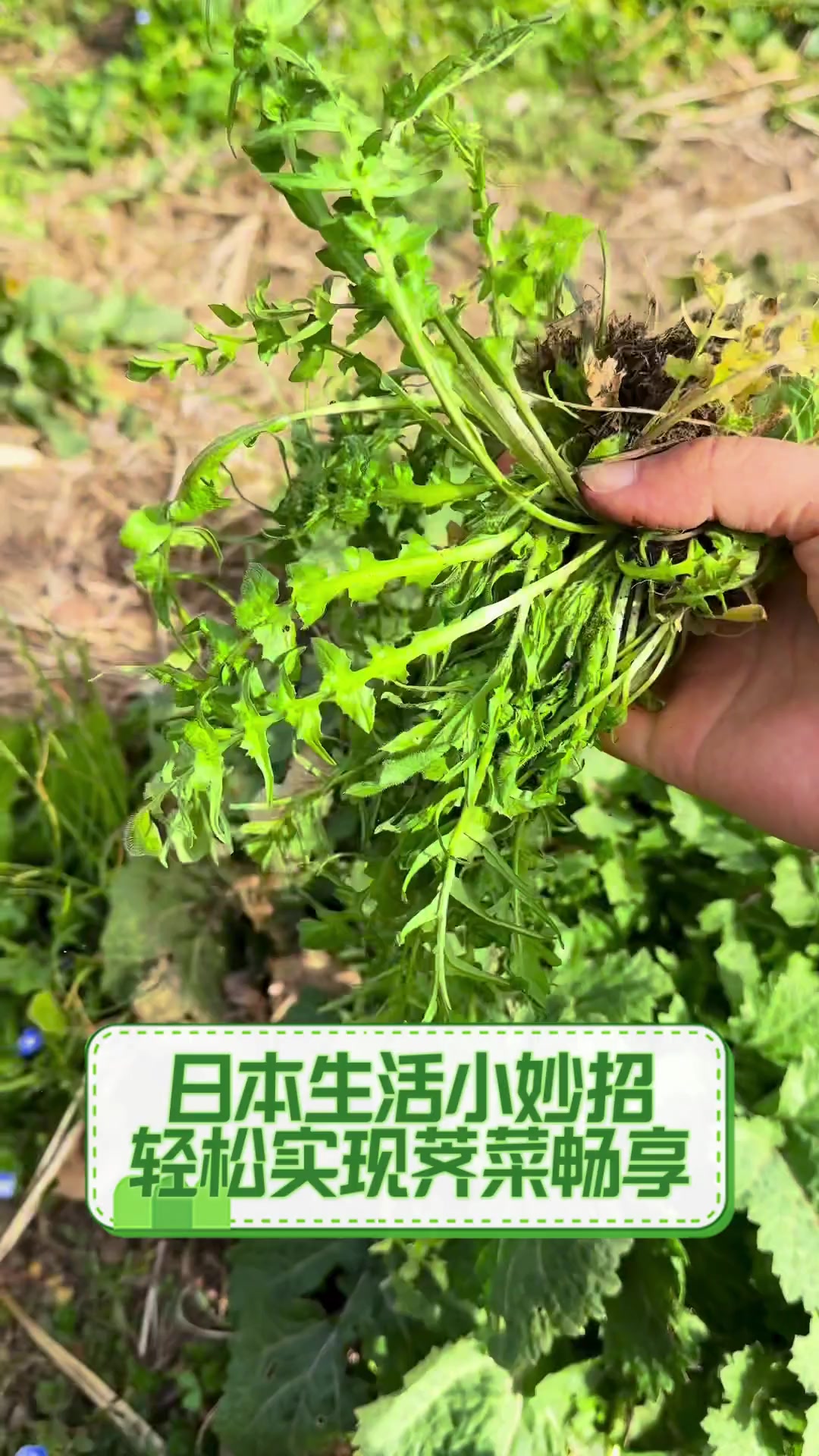 日本生活小妙招,轻松实现荠菜畅享