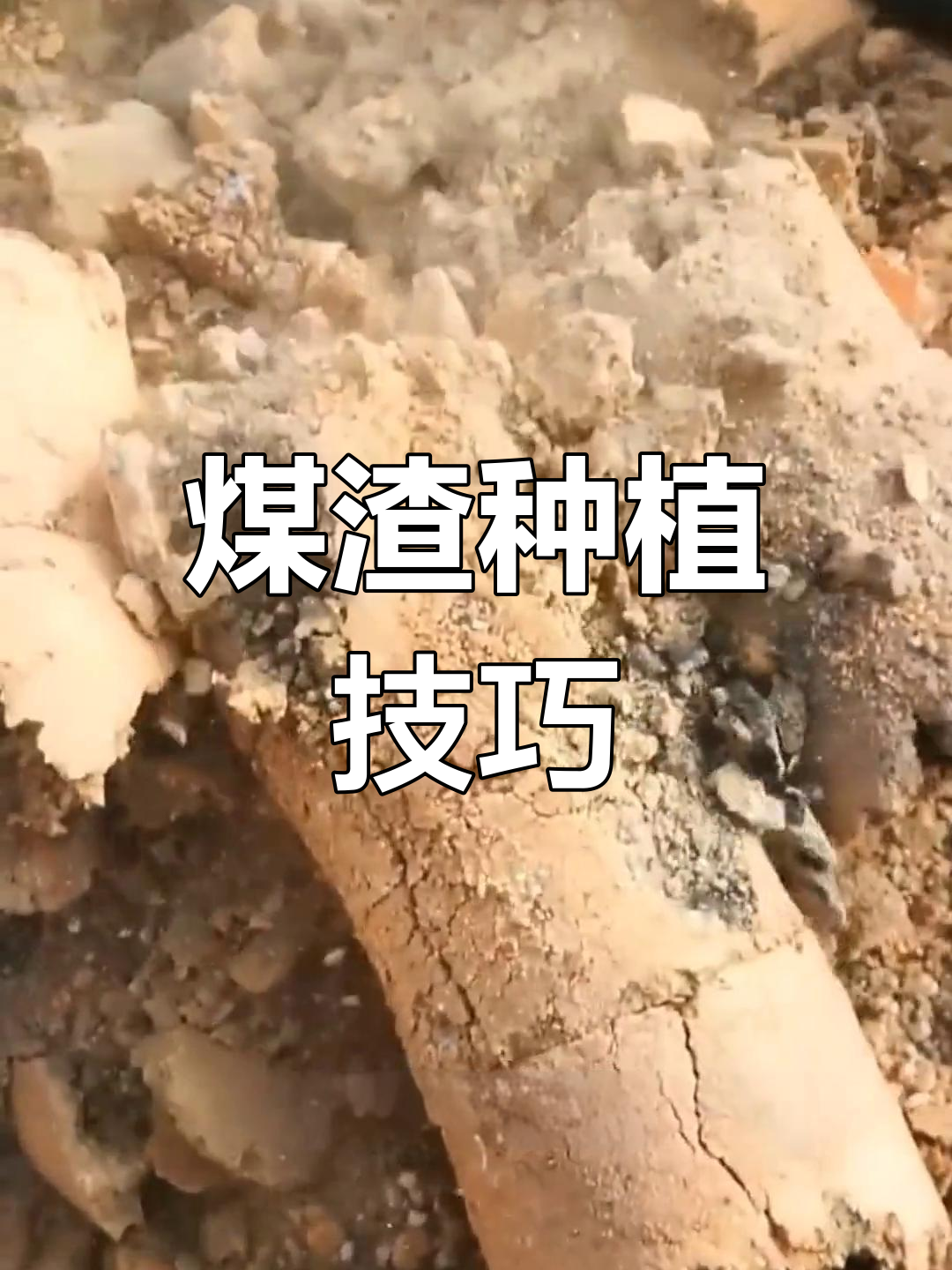 如何用煤渣种多肉,轻松爆盆