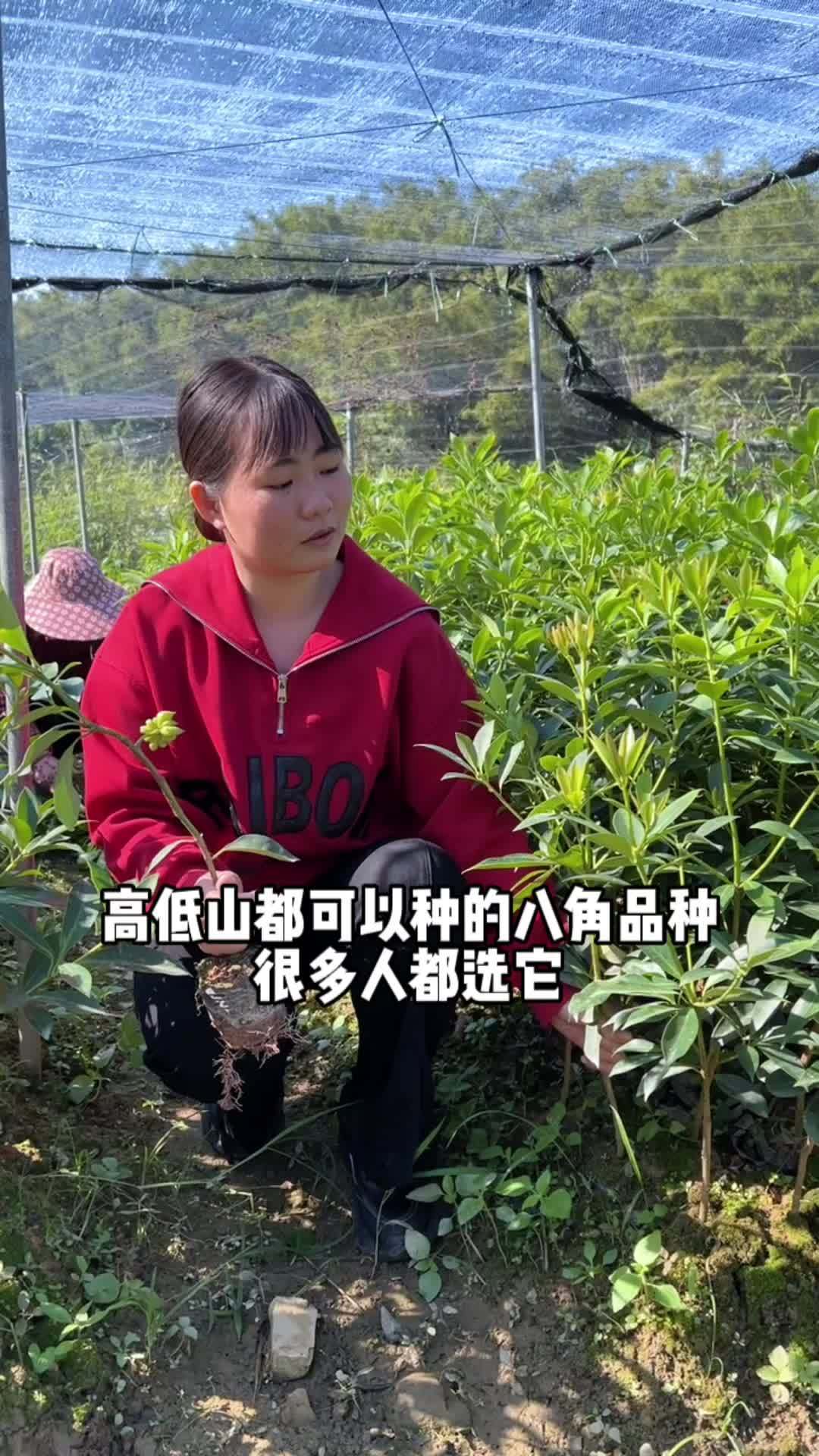 萝卜青菜,各有所爱!告诉我,这样的罗马八角嫁接苗是不是你的菜?矮化八角嫁接苗 大红八角苗