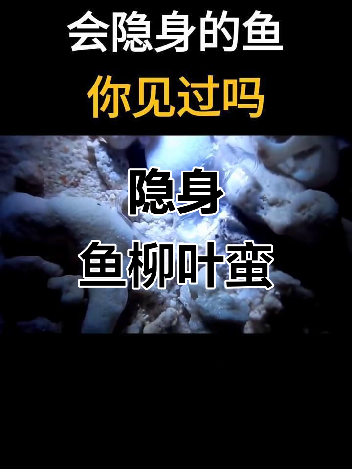 柳叶鳗:一生只为繁衍后代,透明如水中的幽灵