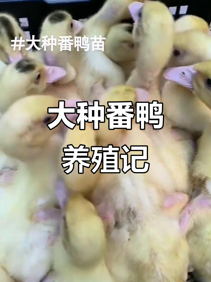 客户反馈大种番鸭易养，成年公母体重差异明显