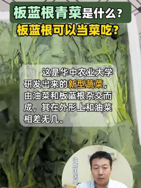 板蓝根青菜是什么