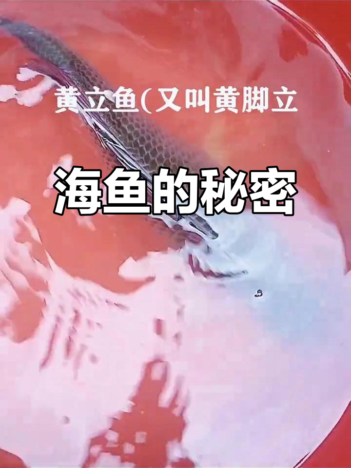 野生海鱼大揭秘，探索海洋的宝藏