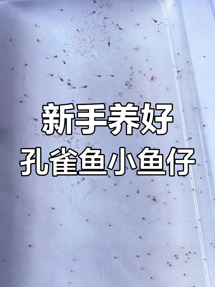 孔雀鱼宝宝养殖技巧:从喂食到水温全攻略