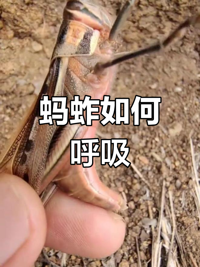馒头蛙的独特繁殖方式:粘液助力交配与产卵