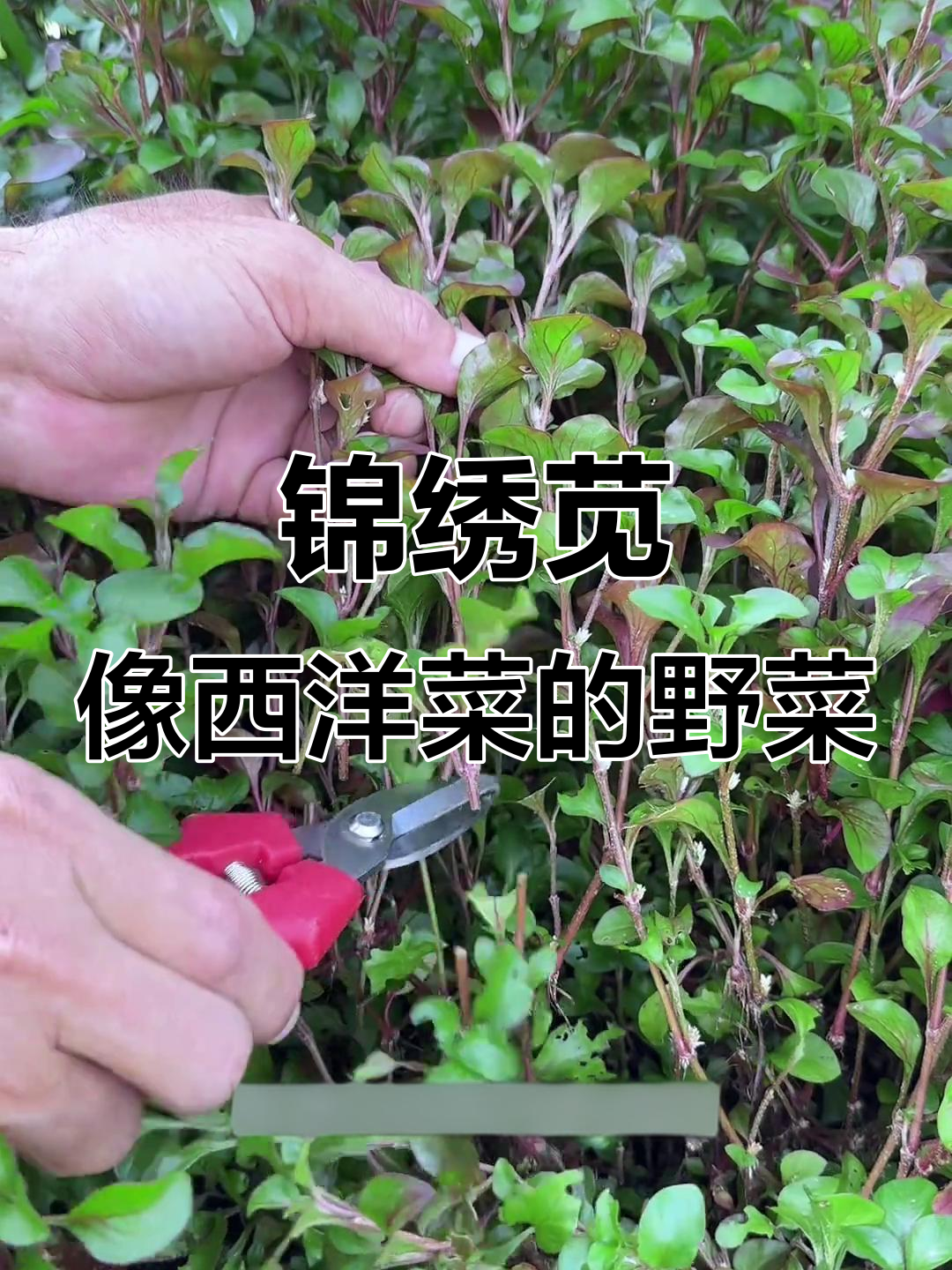 旱地西洋菜，锦绣苋的独特魅力你了解吗？