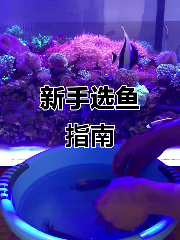 新手养鱼必看:如何挑选适合的青魔与蓝丝绒