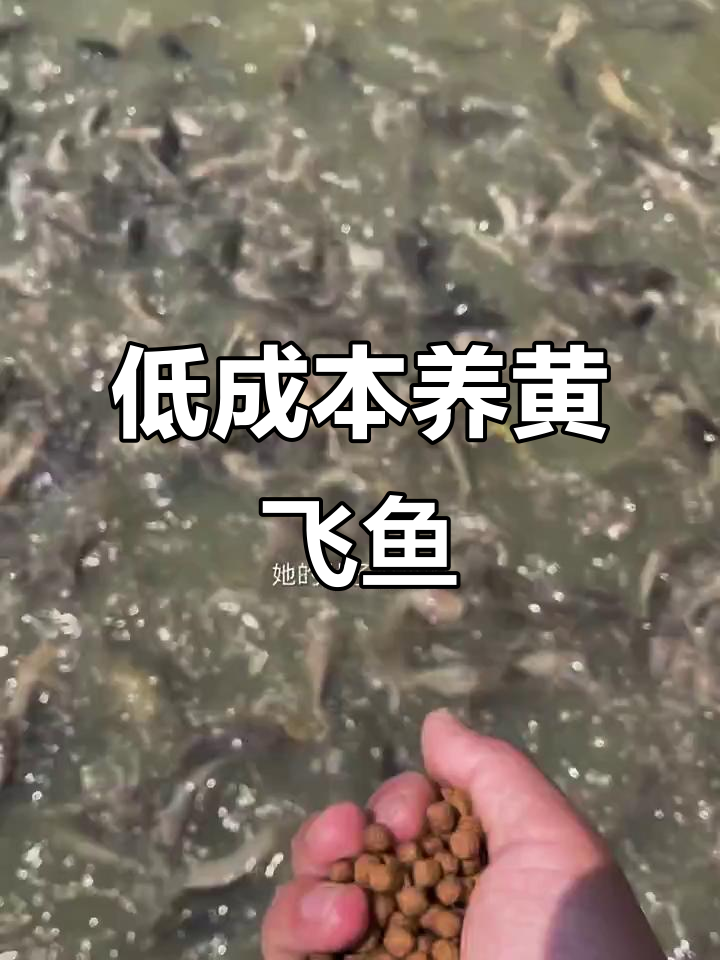 养殖户巧用鸭粪，低成本高效益的黄飞鱼养殖技巧