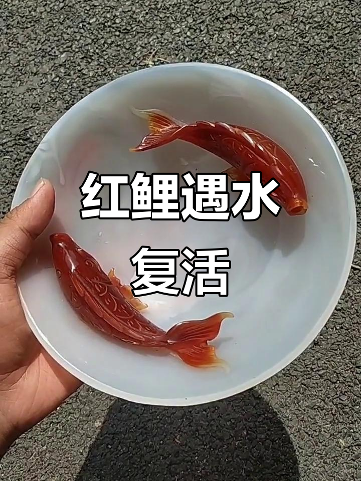 农村大爷家收大碗,两条红鲤鱼倒热水竟然活了!