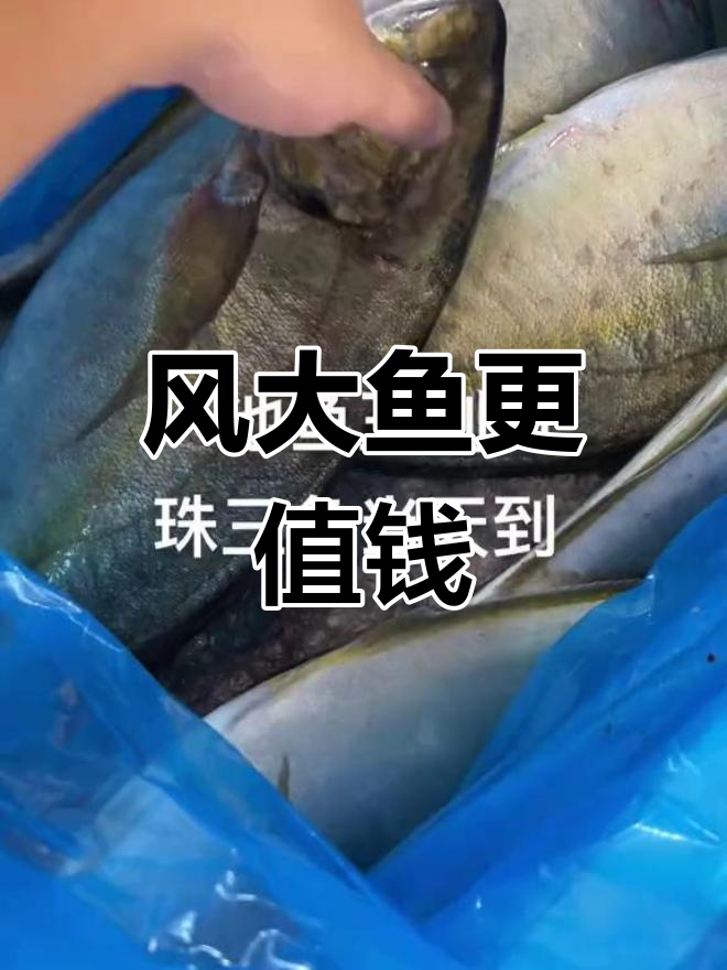 刺身级池鱼王,风浪越大越贵
