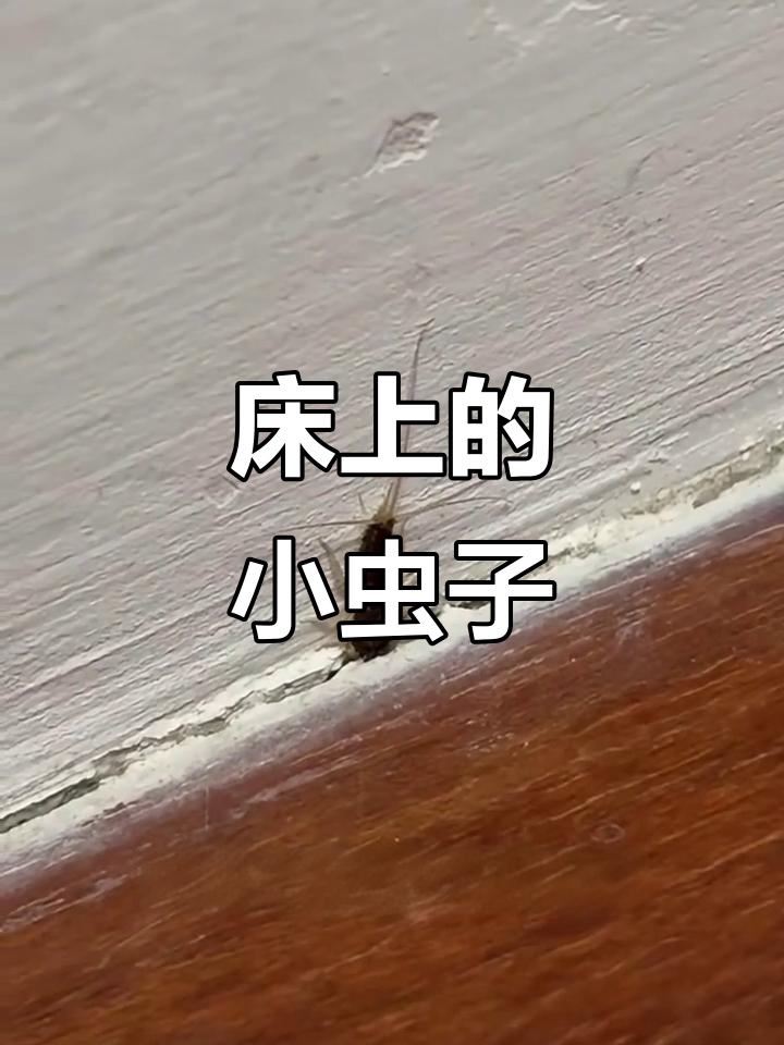床上衣鱼虫,警惕钻耳风险!如何清除与预防?