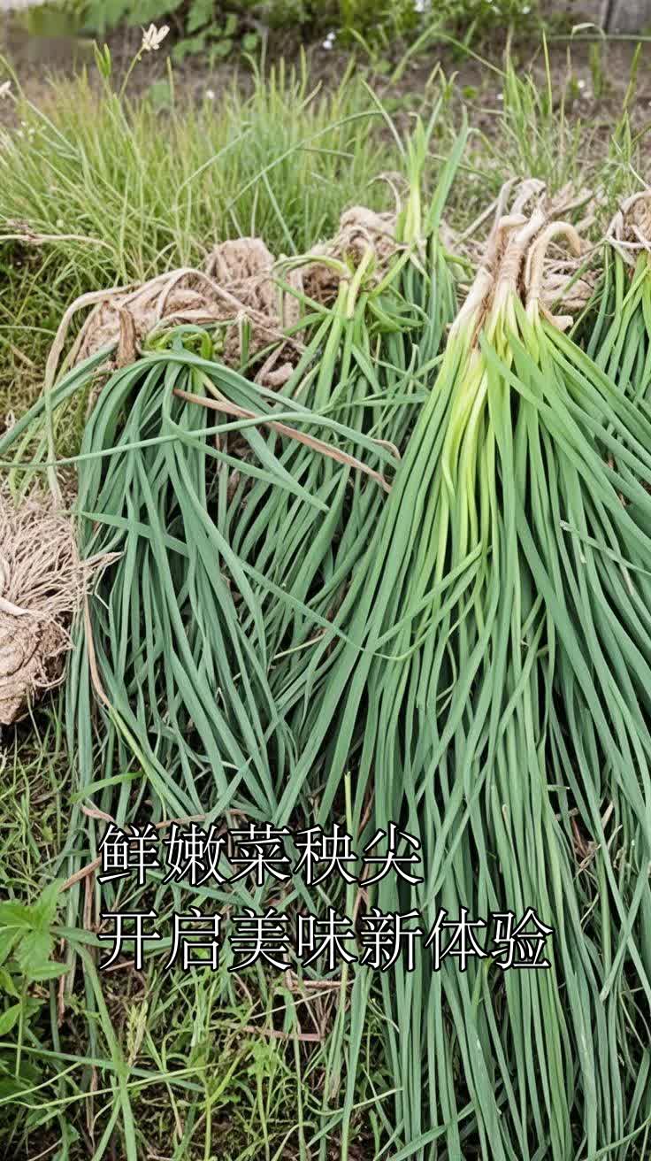 鲜嫩菜秧尖开启美味新体验
