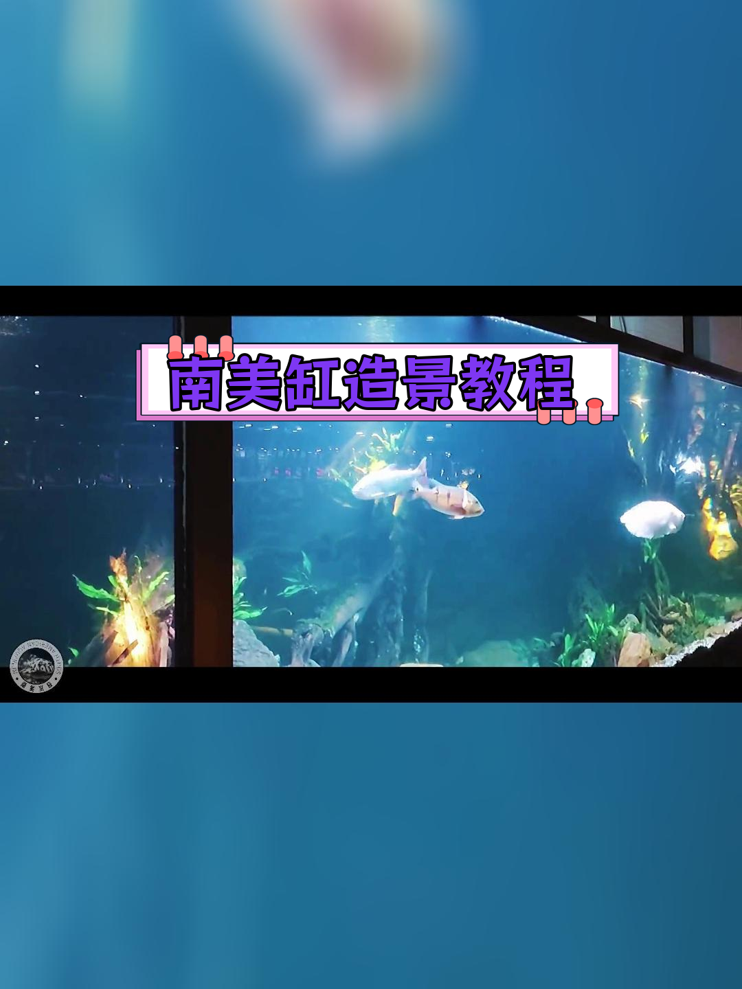 打造10米南美缸,鱼缸造景全攻略