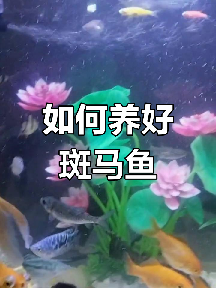 斑马鱼养殖技巧:水温、饲料、换水全攻略