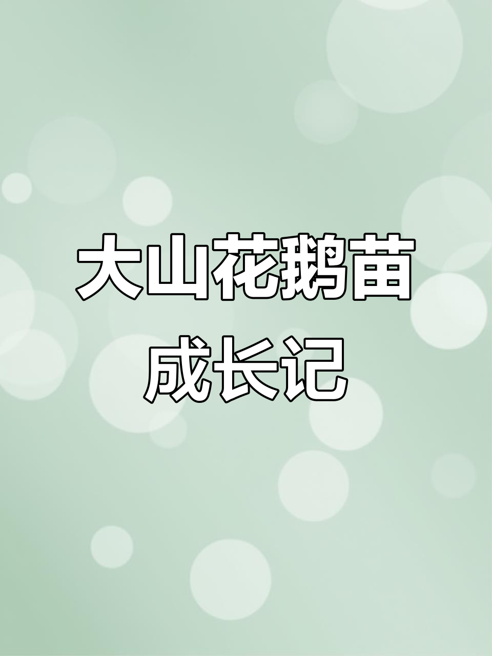 土鸡苗与大山花鹅苗的成长故事,15斤到20斤的变化