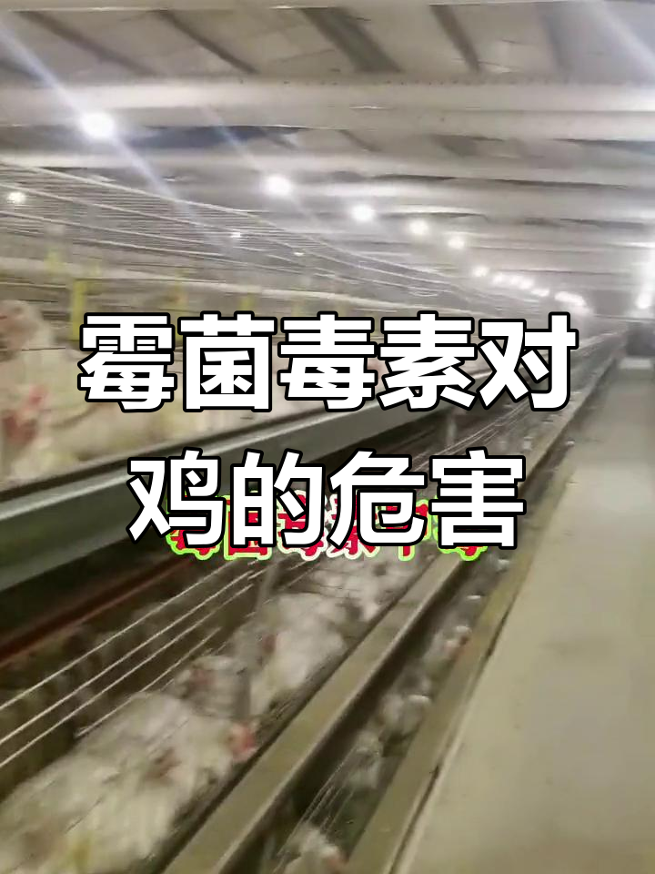 霉菌毒素中毒危害大,鸡病防治不可忽视