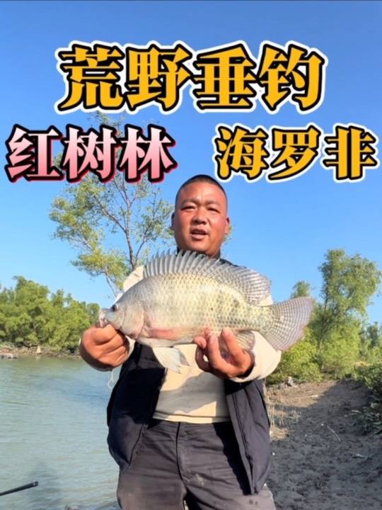红树林海沟终于见到巨型罗非鱼身影！