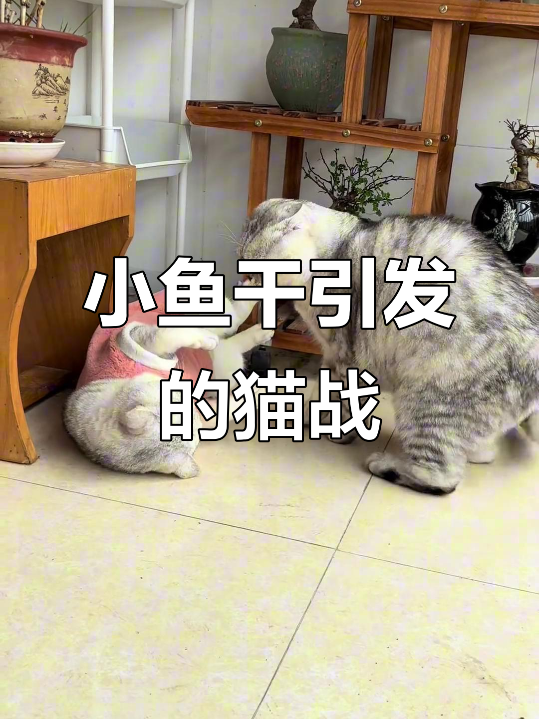 猫咪为小鱼干大打出手,竟然连环表情包上演!