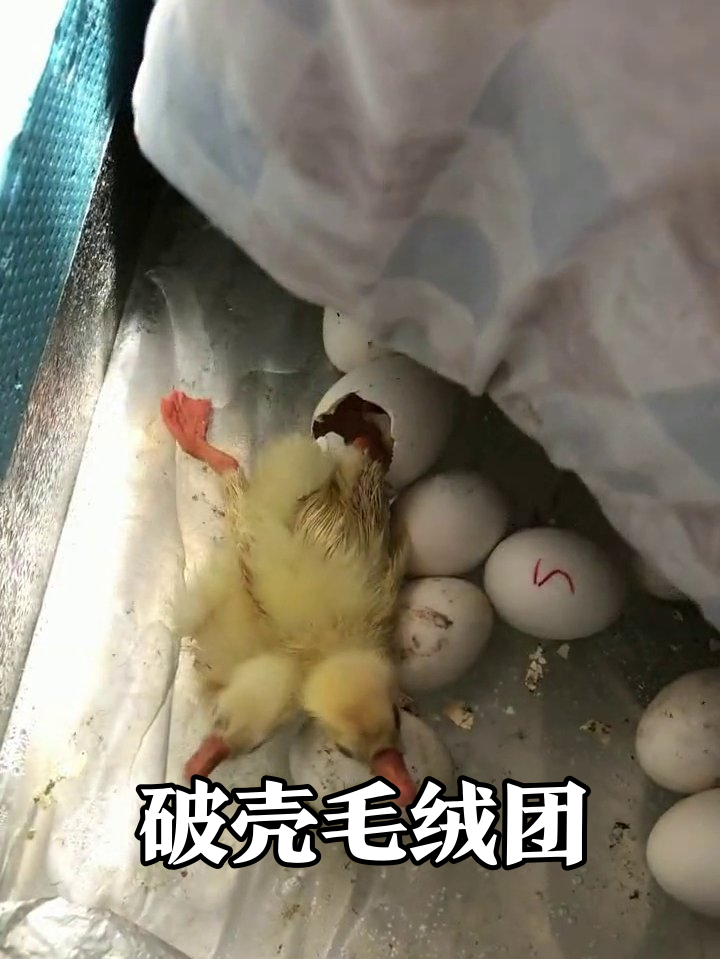 破布一掀全是宝!刚孵出的小鸭子挤成毛绒球,人类手忙脚乱当月嫂