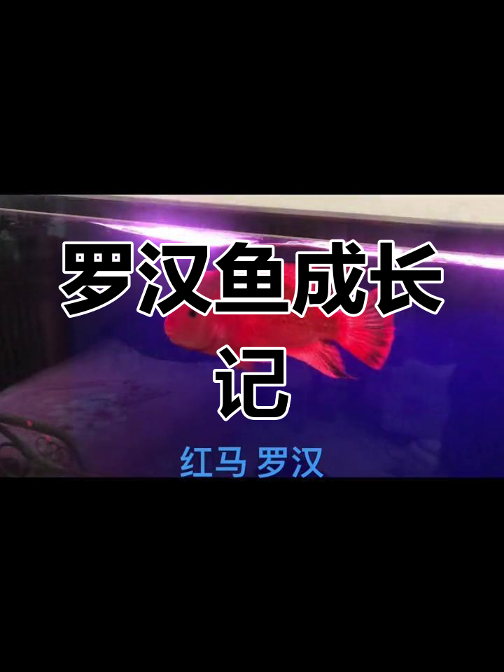 红马罗汉从6厘米到26厘米,成长记录!