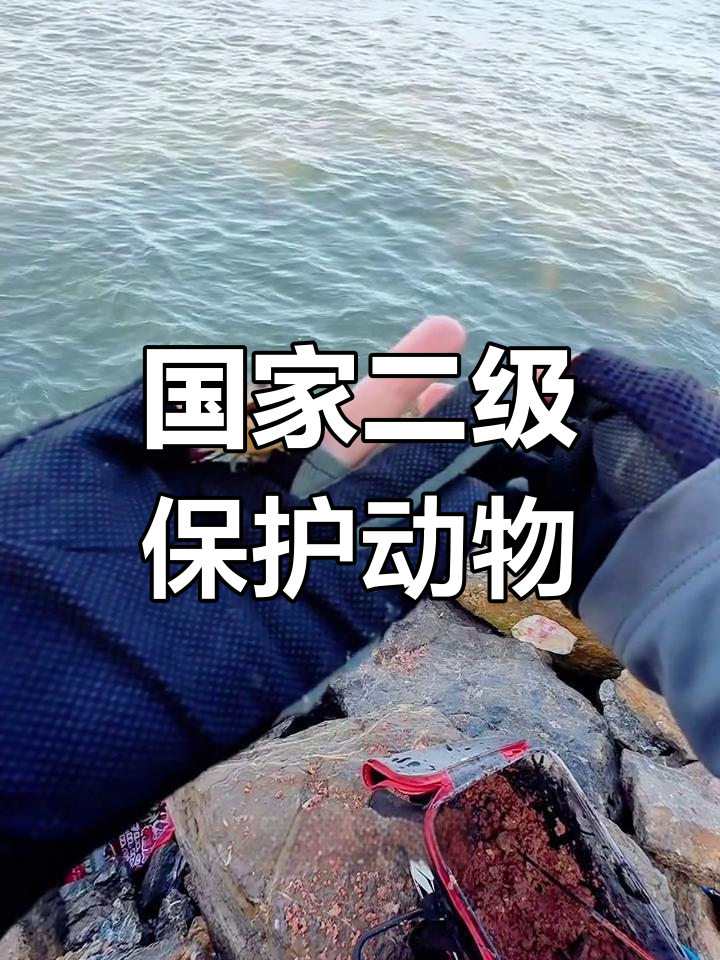 松江鲈鱼钓上来别乱动,赶紧放生!