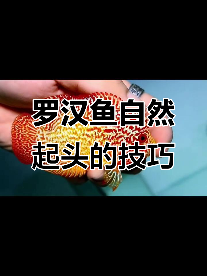 罗汉鱼起头秘诀：别乱试，养好才是关键