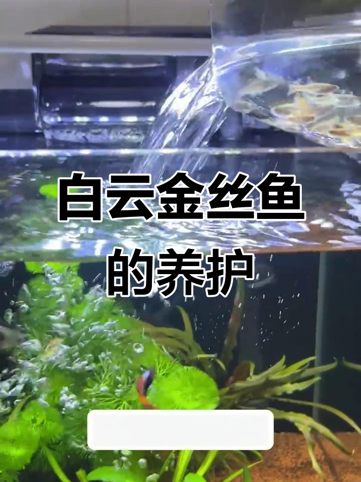 白云金丝鱼:美丽又耐养的本土原生鱼类
