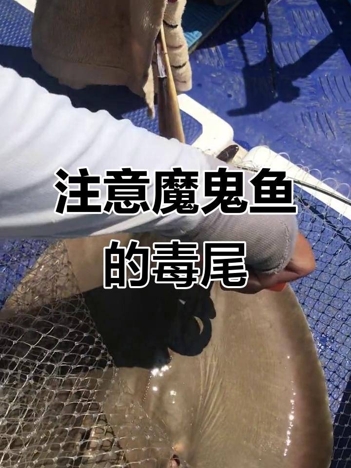 钓魔鬼鱼时小心尾巴毒刺,处理不当可能中毒