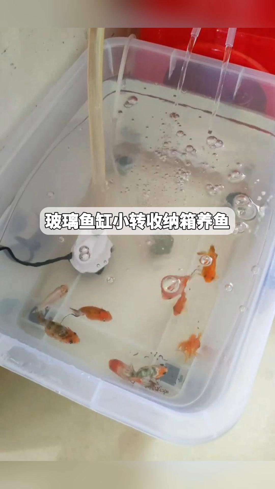 玻璃鱼缸小转收纳箱养鱼