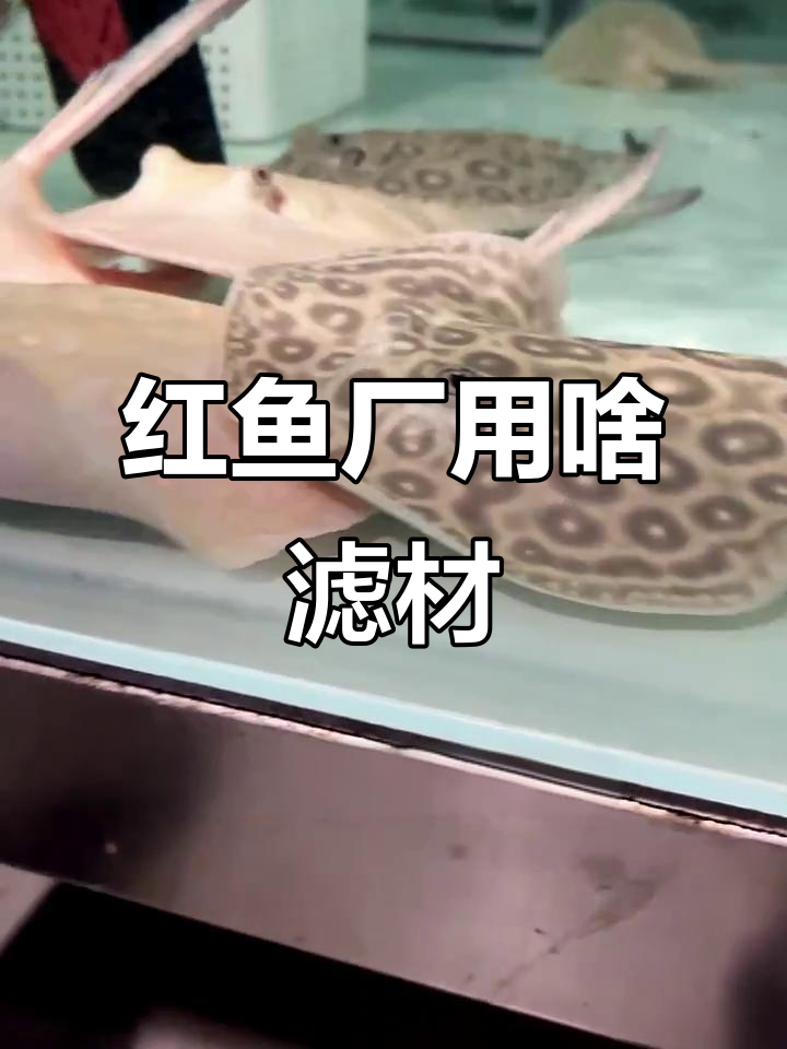 探秘红鱼养殖场:滤材与消化细菌的完美配合