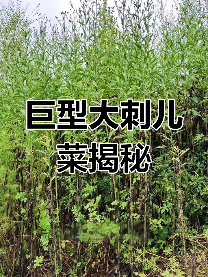 高达2.27米的大刺儿菜,比普通刺儿菜更壮观!