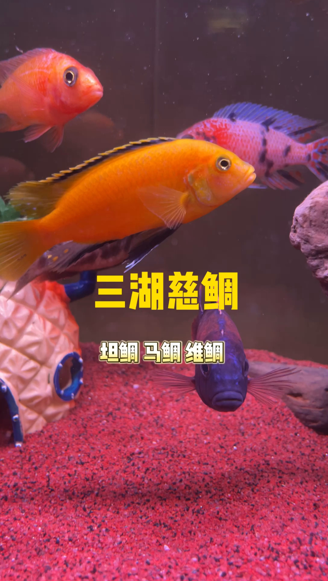 三湖慈鲷养护小知识