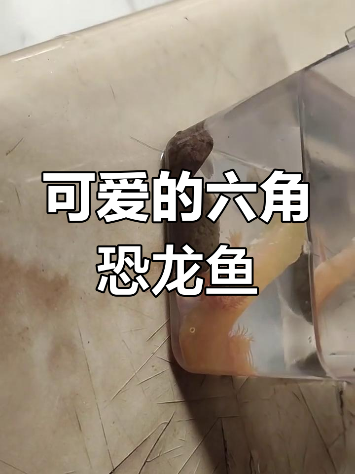 六角恐龙鱼:像娃娃鱼的可爱生物,竟然有六个“角”!