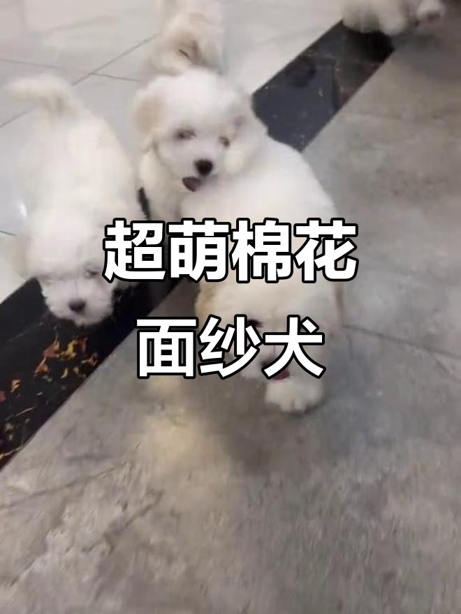 棉花面纱犬萌态十足,超可爱小白狗在线撒娇
