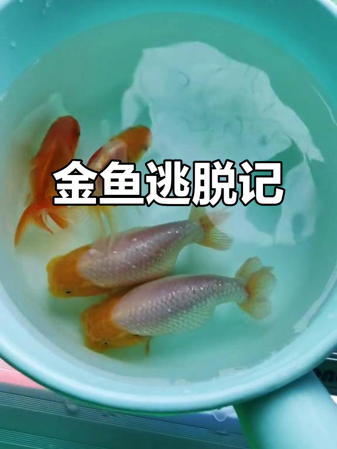 泰寿金鱼逃走,竟被我找到!莲花池里的秘密