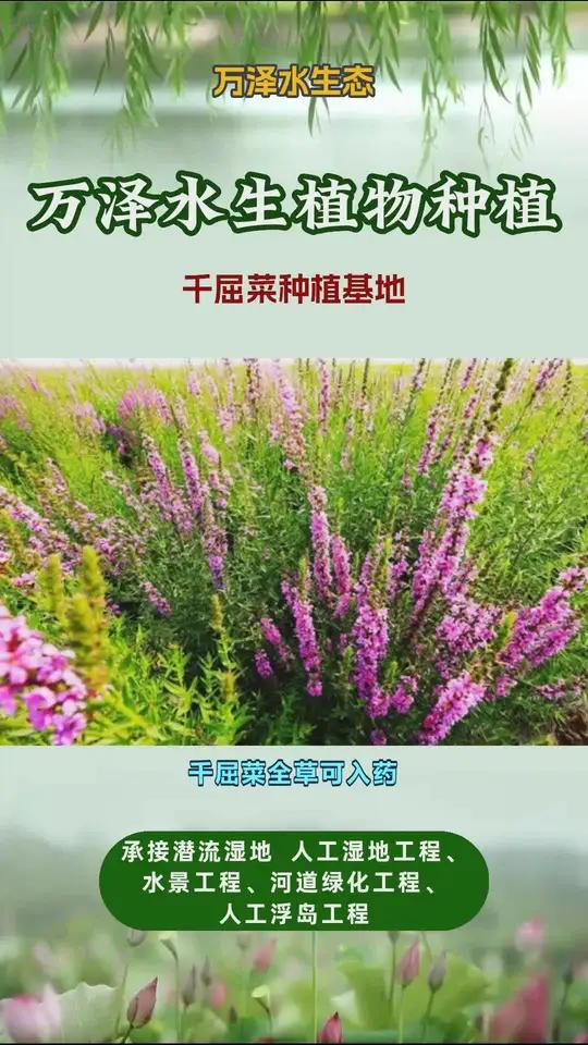 千屈菜一平米种多少株