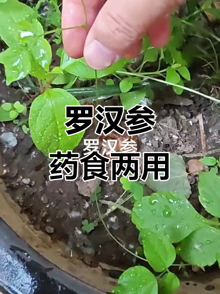 山东单县特产罗汉参,补气养阴润肺又美观