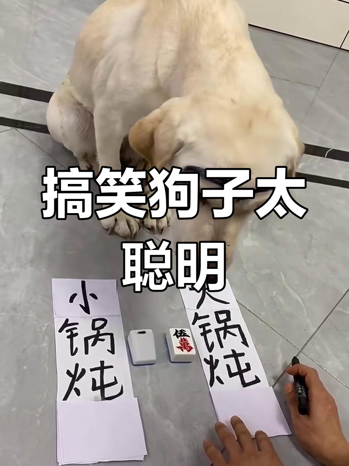 狗狗表情包大赏:聪明如它,能换多少鸡腿?