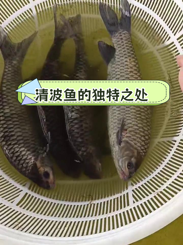 长江原生鱼类:清波鱼,草食珍品