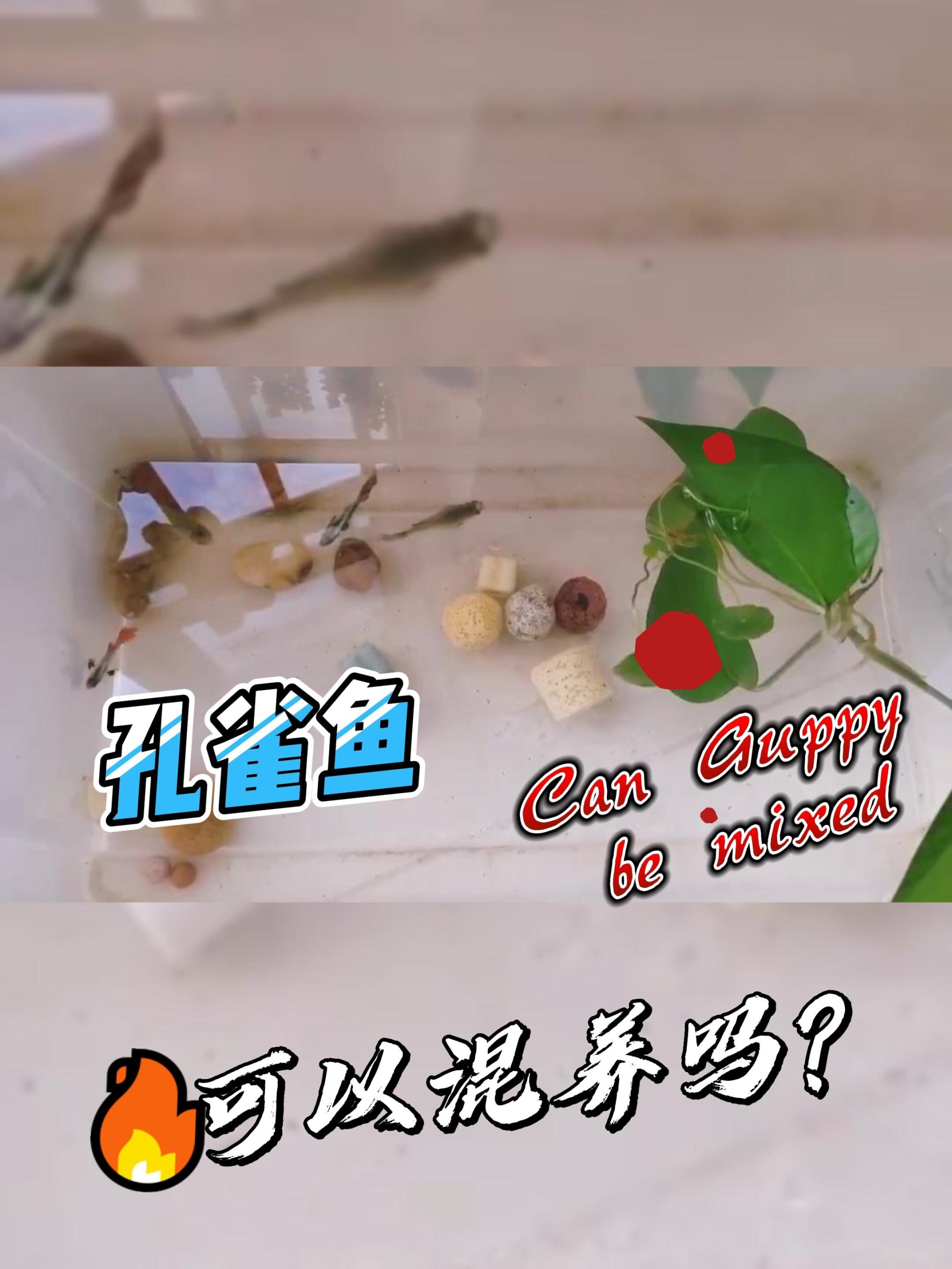 孔雀鱼可以混养吗?