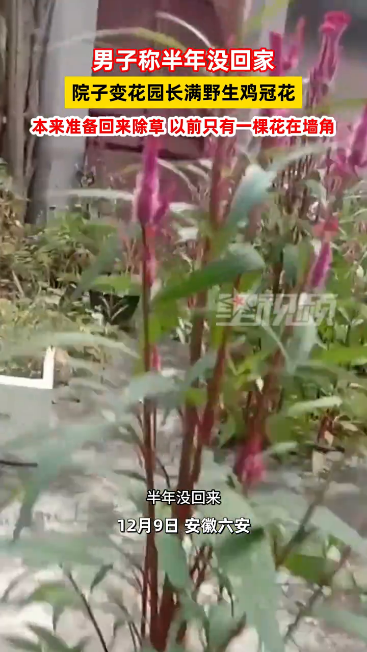 男子称半年没回家,院子变花园长满野生鸡冠花