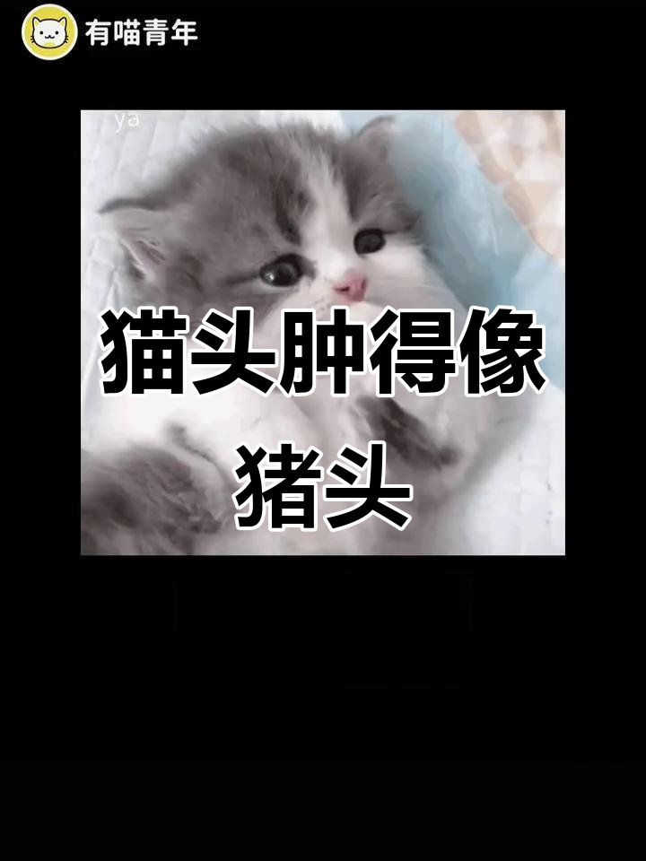 小猫咪偷吃鲍鱼过敏,肿成表情包笑翻了