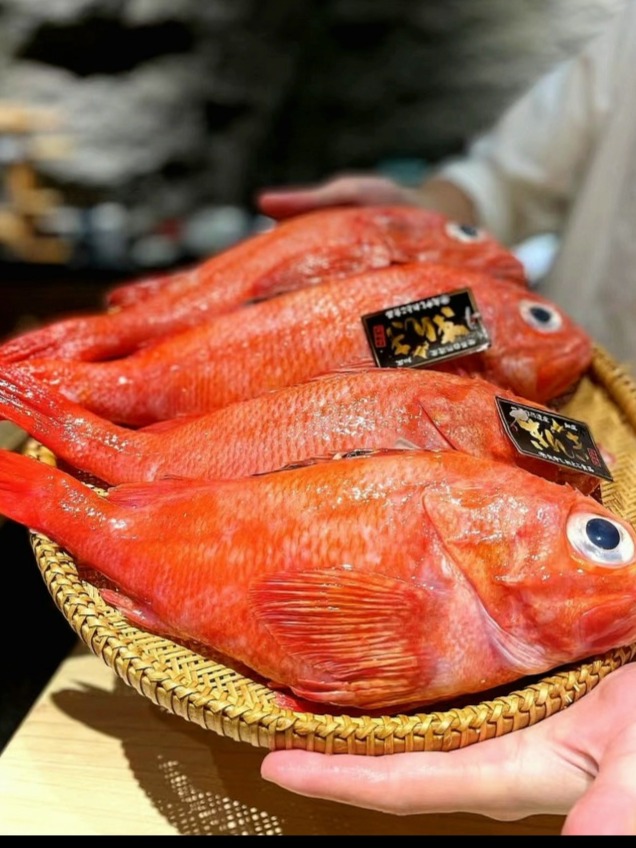 日本鱼中的劳斯莱斯,也是“可能是”最贵的鱼之一,能吃到就是缘分,因为金贵,所以珍