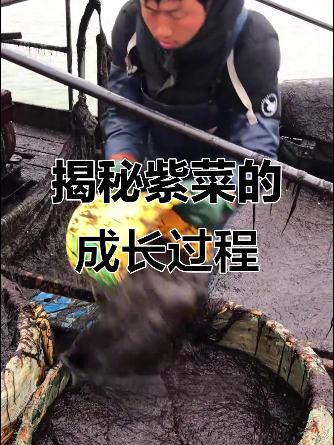 紫菜生长的秘密：从海中捞起，到超市货架上的蜕变