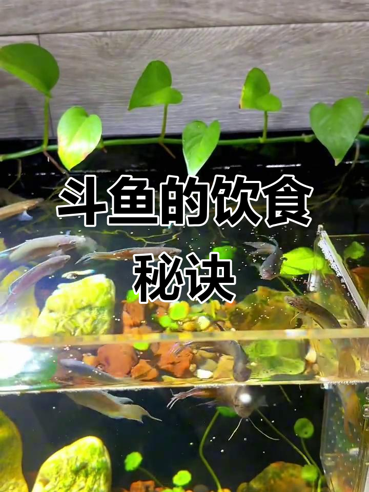 斗鱼吃什么?这些食物让它们更健康