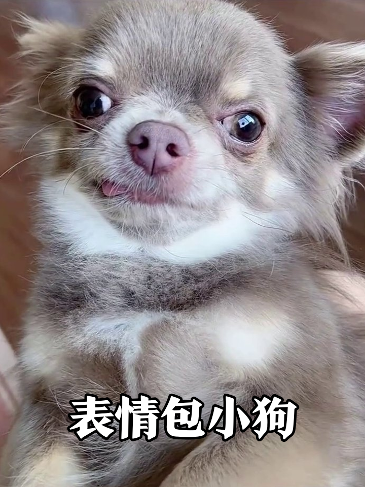 这狗自带表情包!吐舌歪头萌到心化,谁能忍住不rua