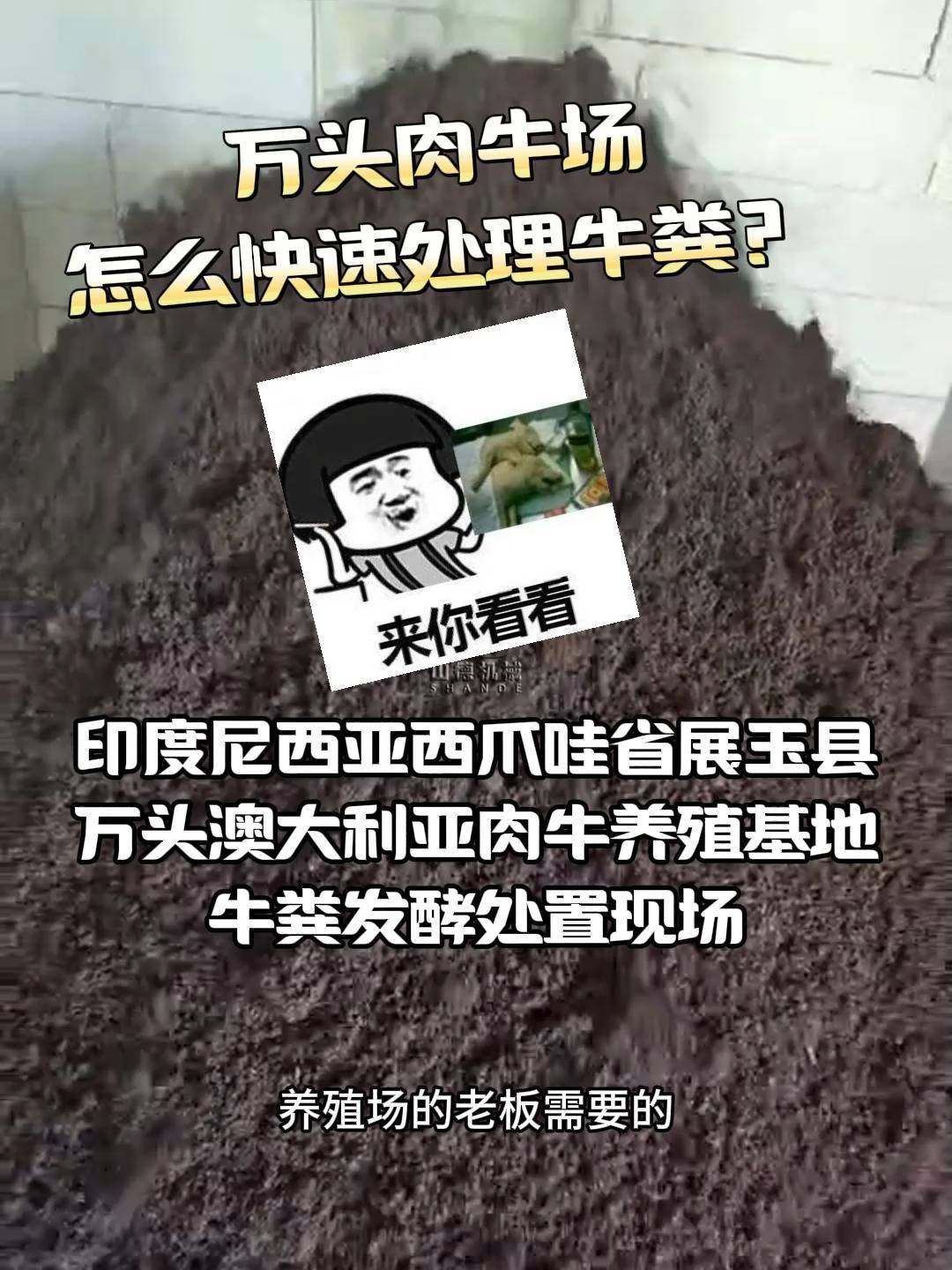 万头澳大利亚肉牛养殖基地牛粪发酵