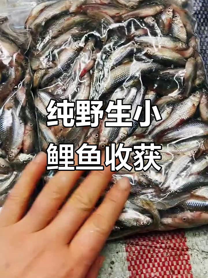 吉林白城野生小鱼丰收,麦穗子鱼酱首选美味