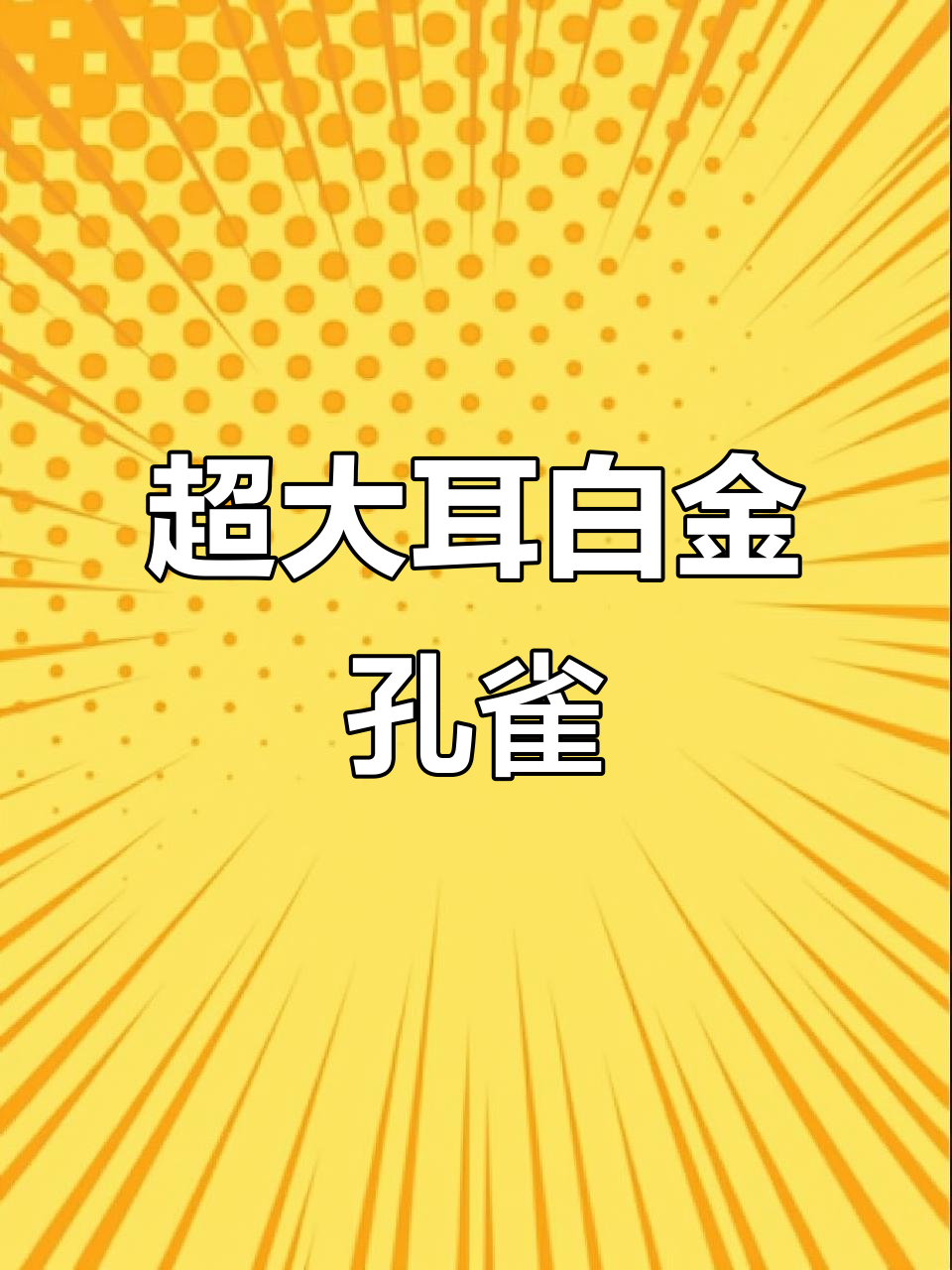 白金红尾超大耳孔雀鱼,超美!